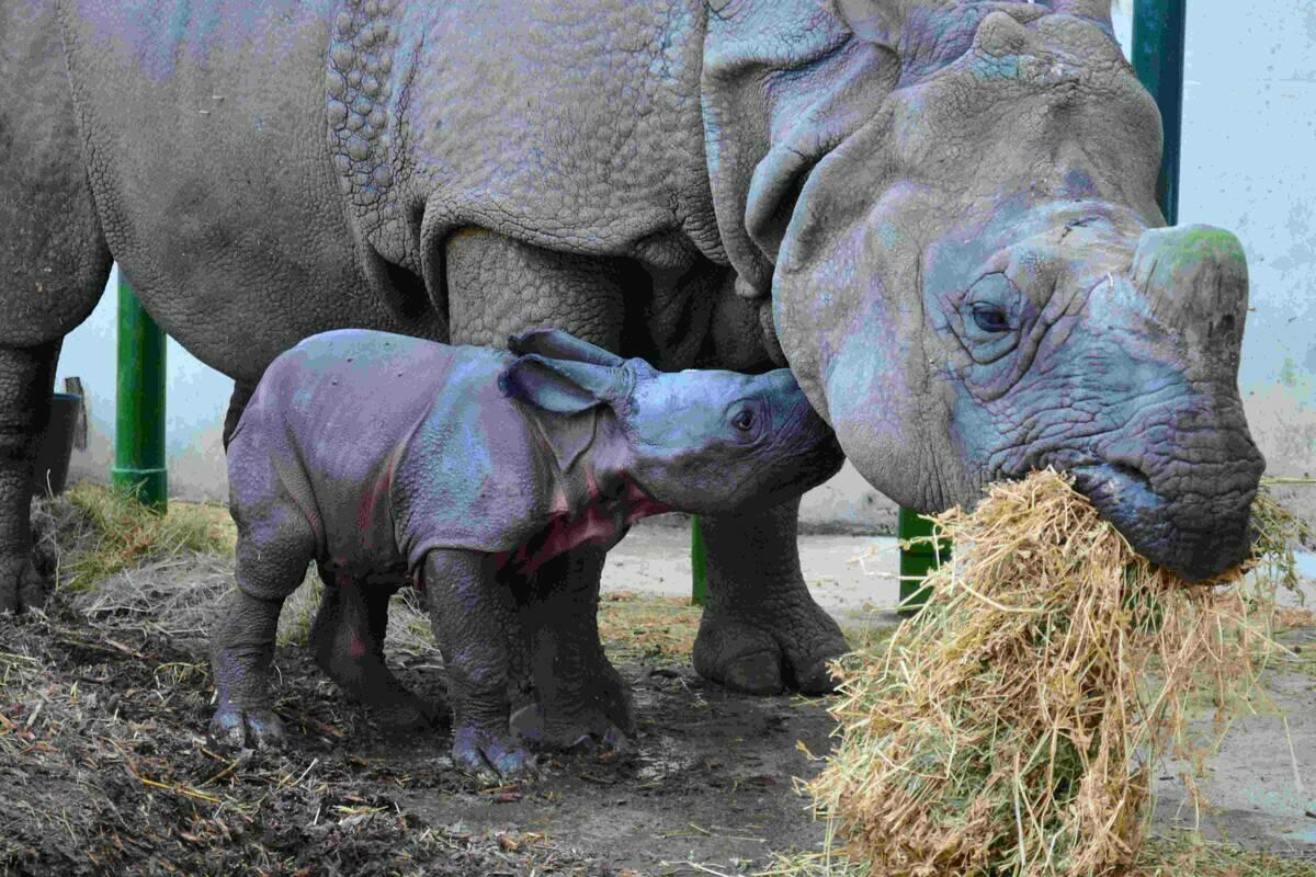 Terra Natura Benidorm se consolida como centro de reproducción con el segundo nacimiento de rinoceronte indio en España