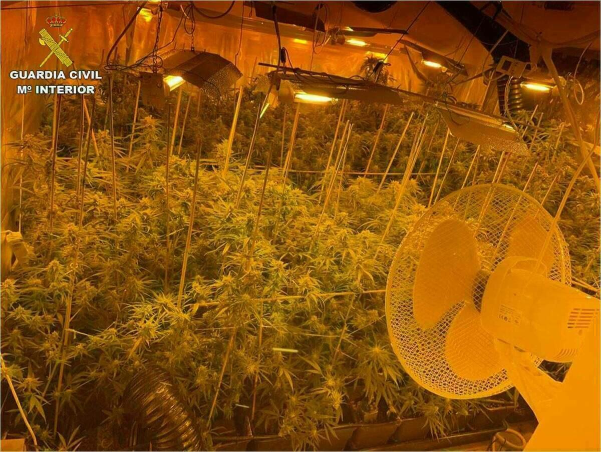 La Guardia Civil localiza una plantación de marihuana en los bajos de un hotel de Villajoyosa