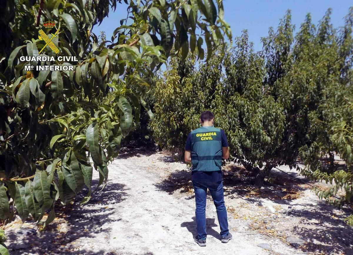 La Guardia Civil esclarece una decena de estafas a agricultores de la Vega Alta del Segura 