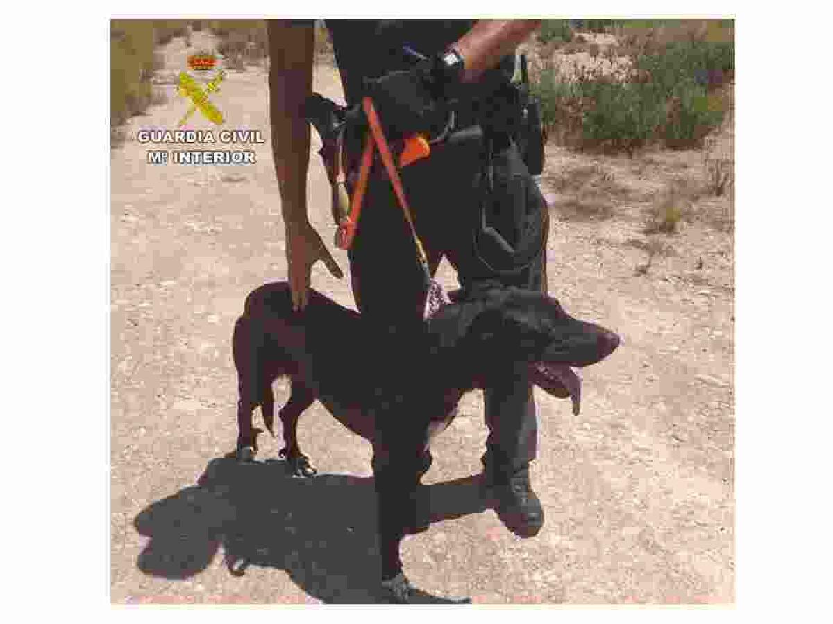 La Guardia Civil rescata a un perro que se había caído a una balsa de unos diez metros en Crevillente.