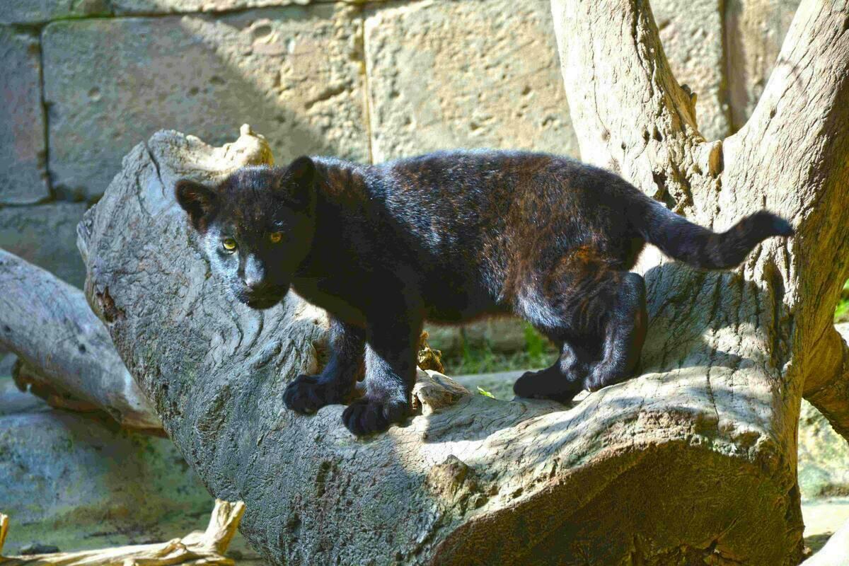 Terra Natura Benidorm se consolida en la conservación de grandes felinos con el nacimiento de un jaguar