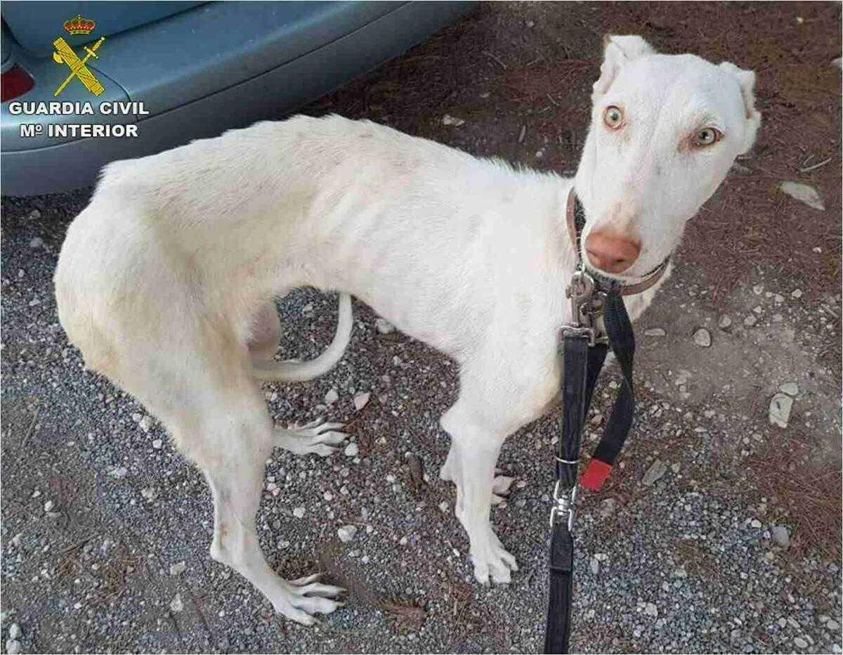 La Guardia Civil investiga a un hombre en Altea por maltrato a 7 perros