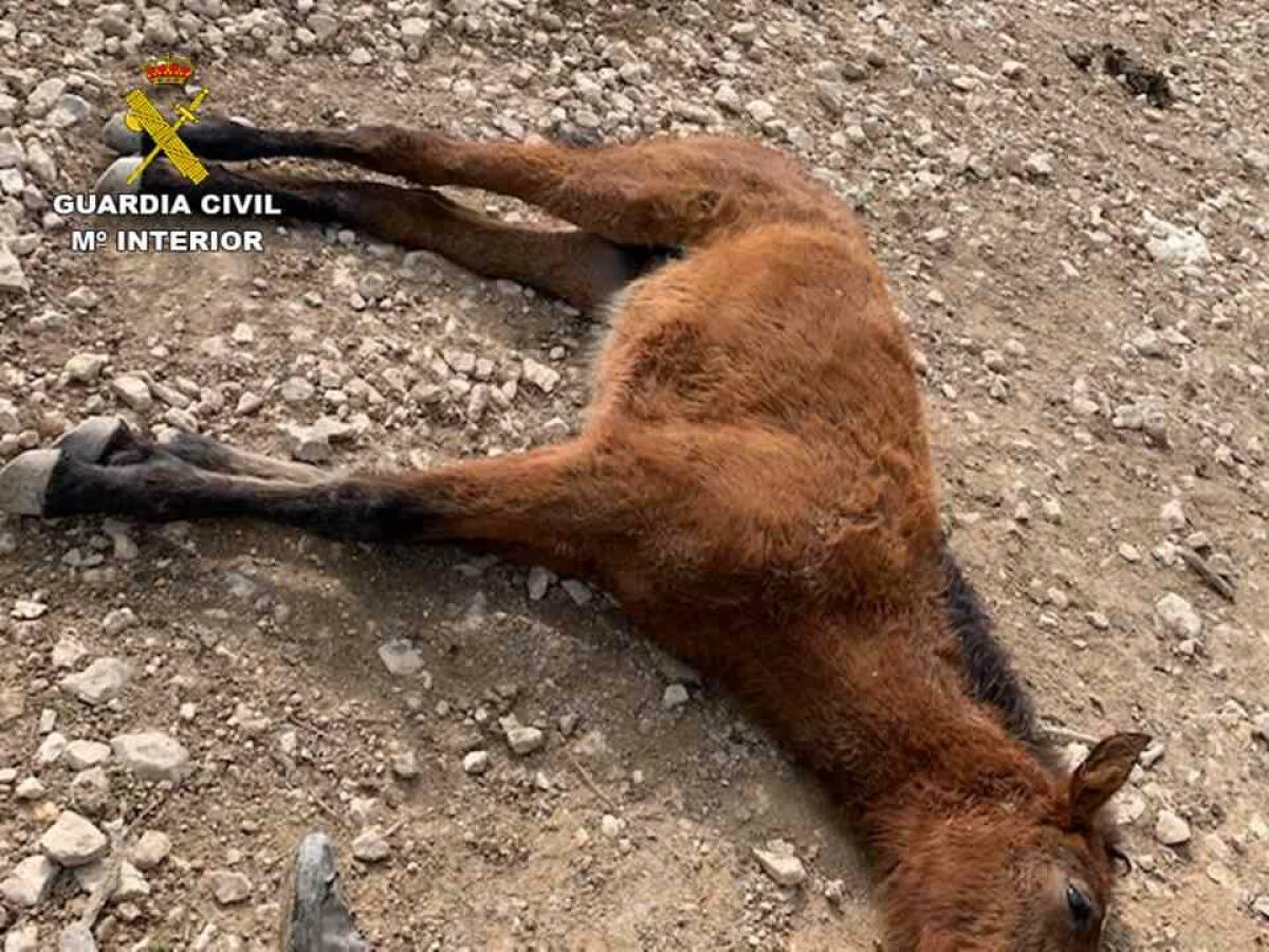 La Guardia Civil investiga un posible delito de maltrato animal en una explotación ganadera de Torremanzanas.