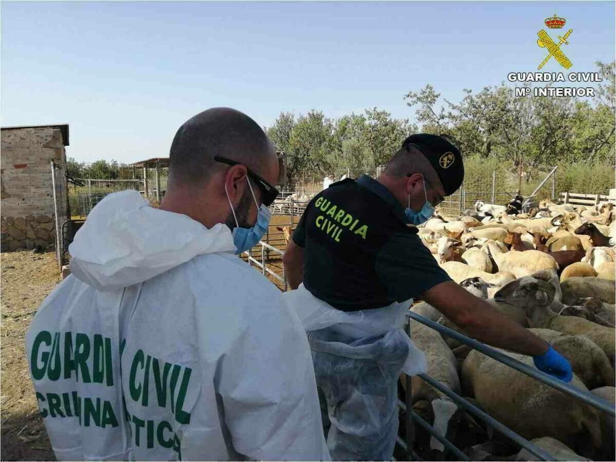 La Guardia Civil investiga la procedencia ilegal de cerca de 200 cabezas de ganado en una explotación ganadera de Alicante.