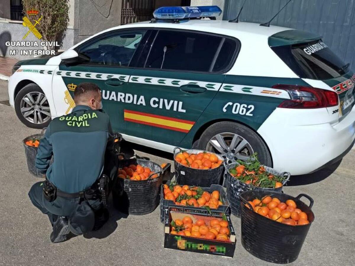 La Guardia Civil investiga a dos personas por hurtar mandarinas de una finca de San Miguel de Salinas 
