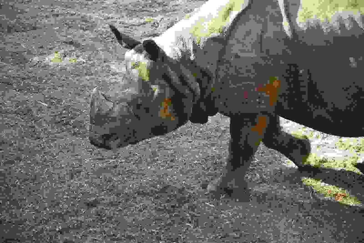 Llega un nuevo rinoceronte indio a Terra Natura Benidorm para fomentar la conservación de su especie