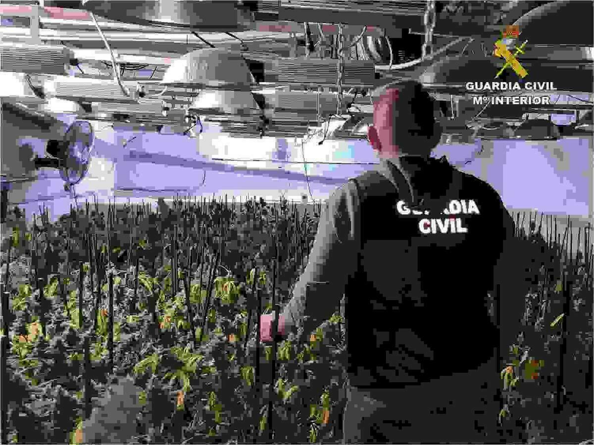 La Guardia Civil desmantela una plantación de marihuana alojada en el sótano de un consolidado restaurante