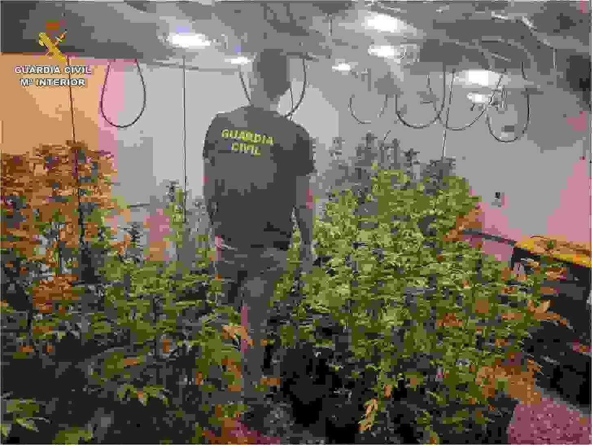 La Guardia Civil desmantela una plantación de marihuana en Hondón de los Frailes.